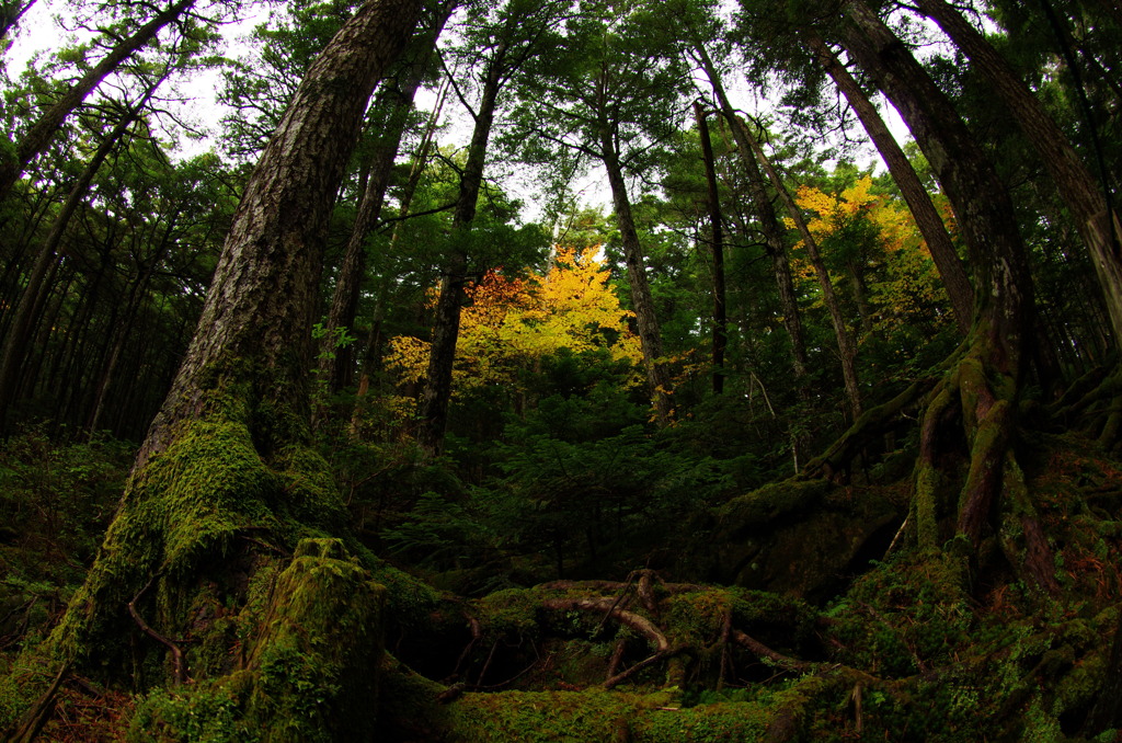 苔の森の秋