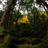 苔の森の秋