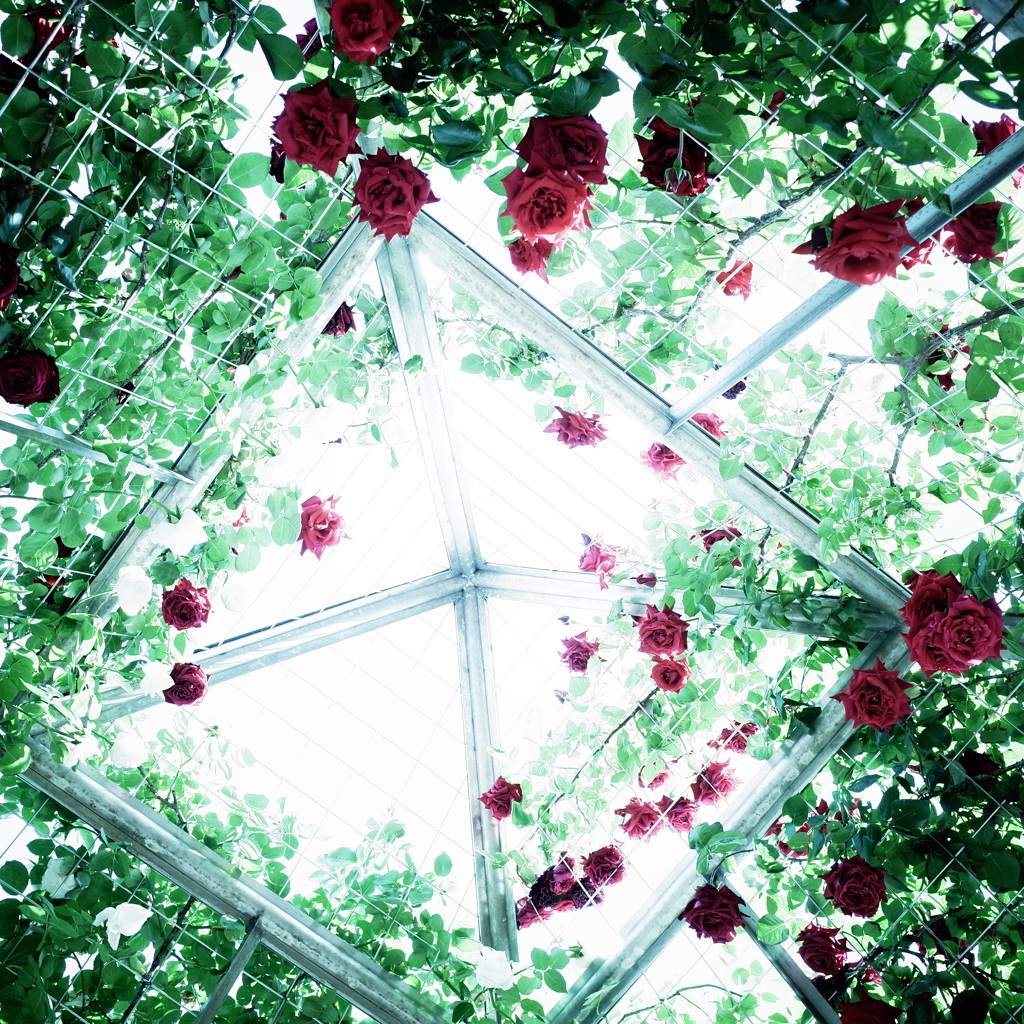 薔薇　＃5