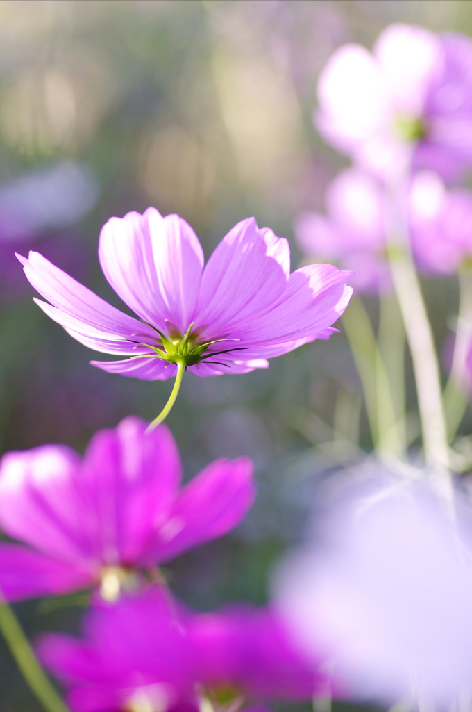 IMGP8894
