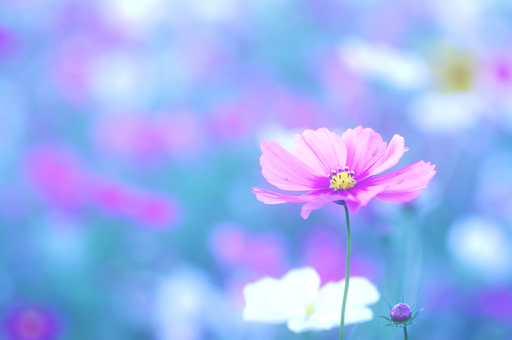IMGP8917