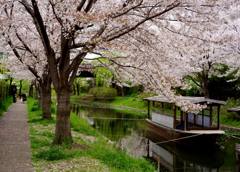 sakura no kaori#2