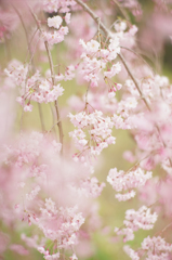 sakura no kaori#4