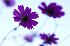 IMGP8898