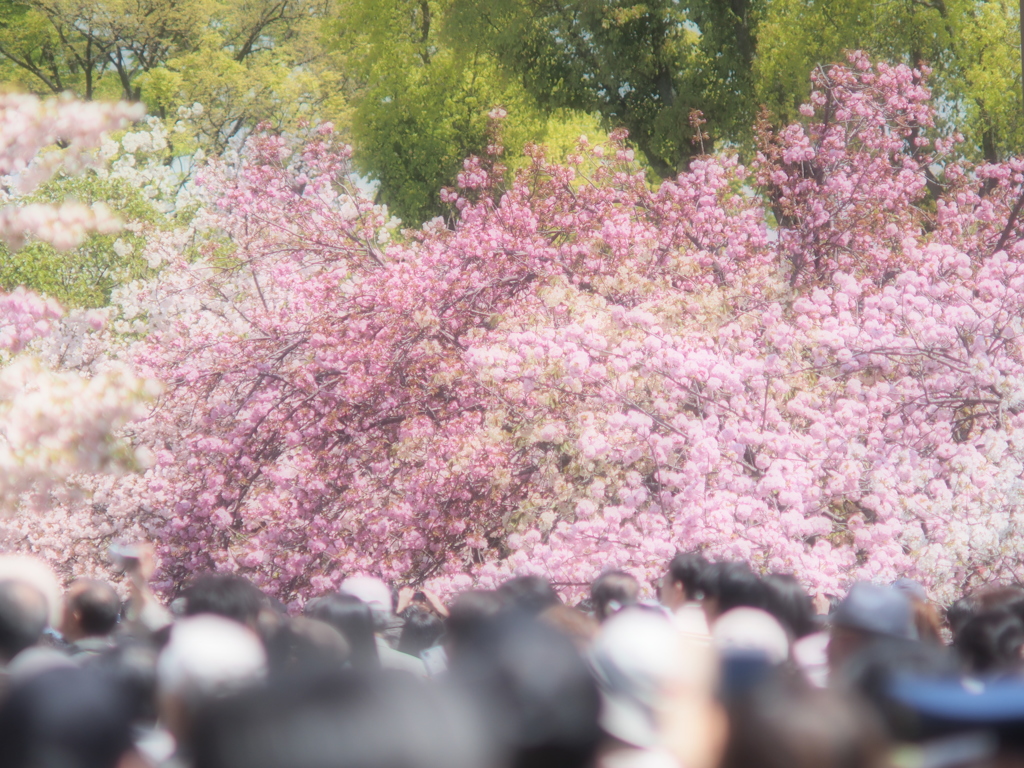 造幣局　桜の通り抜け＃03