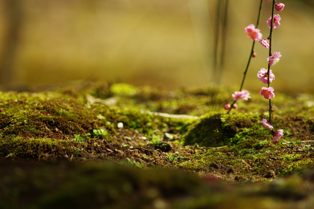 苔よろし