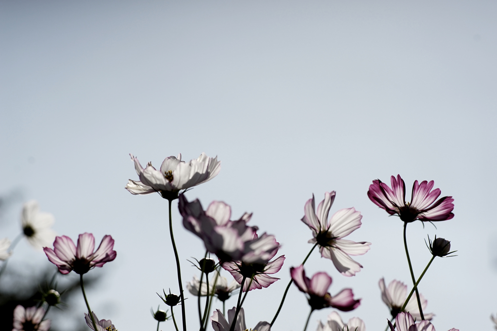 秋桜＃6