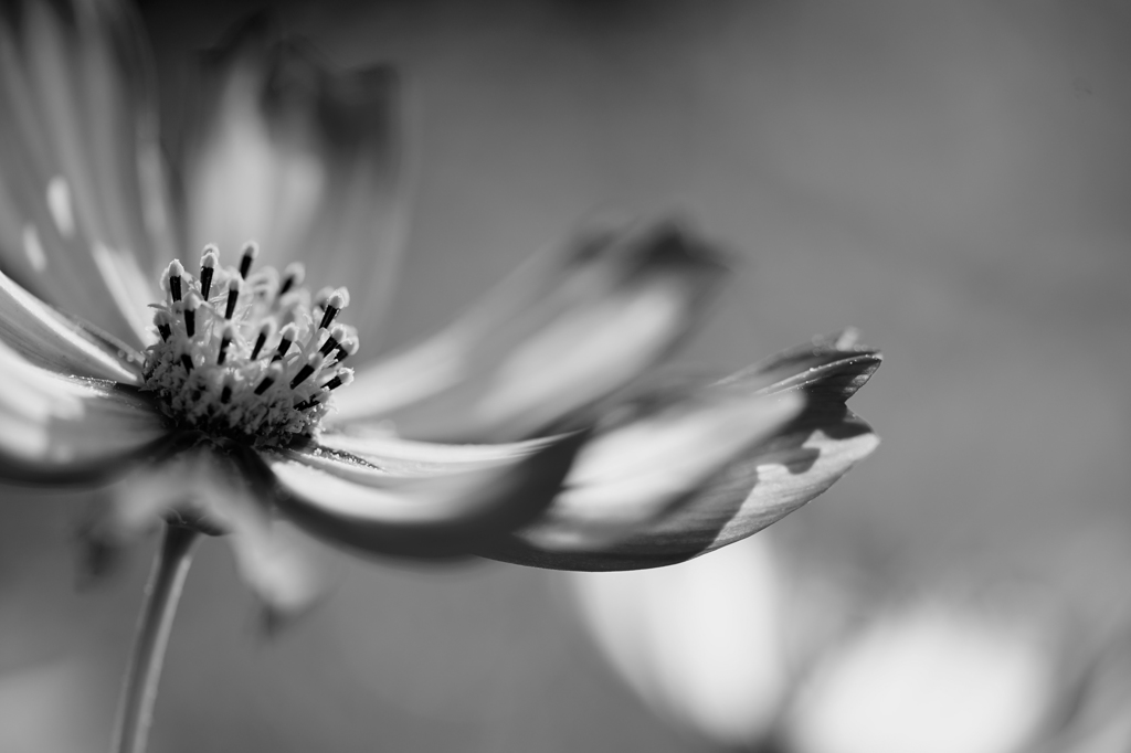 秋桜＃9