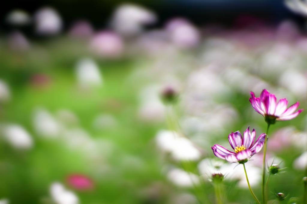 秋桜＃8
