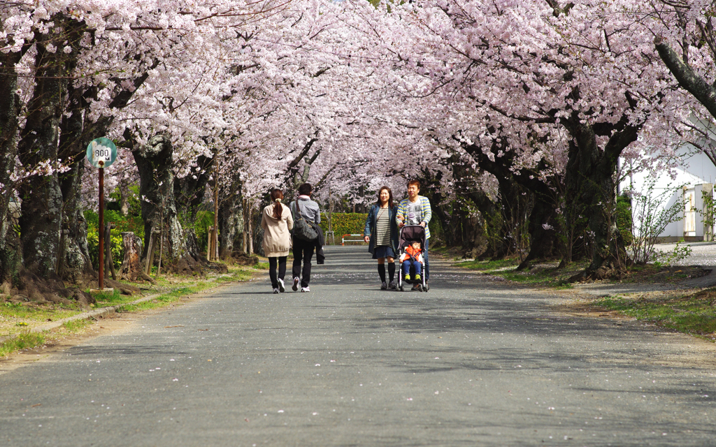 桜香に酔ひて