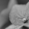 紫陽花＃3