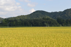 黄金色