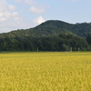 黄金色