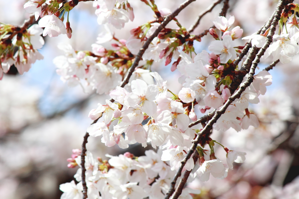 2013_sakura_01