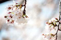 2013_sakura_02