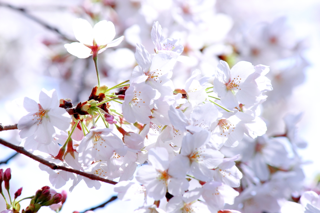 2013_sakura_04