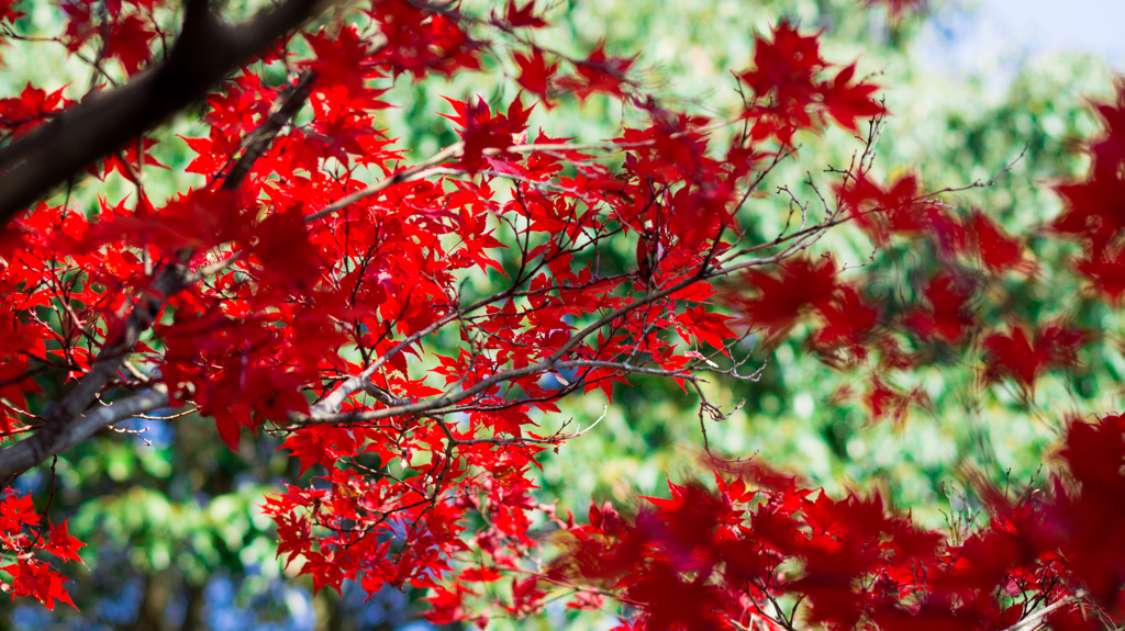 紅・緑