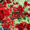紅・緑