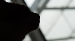 silhouette