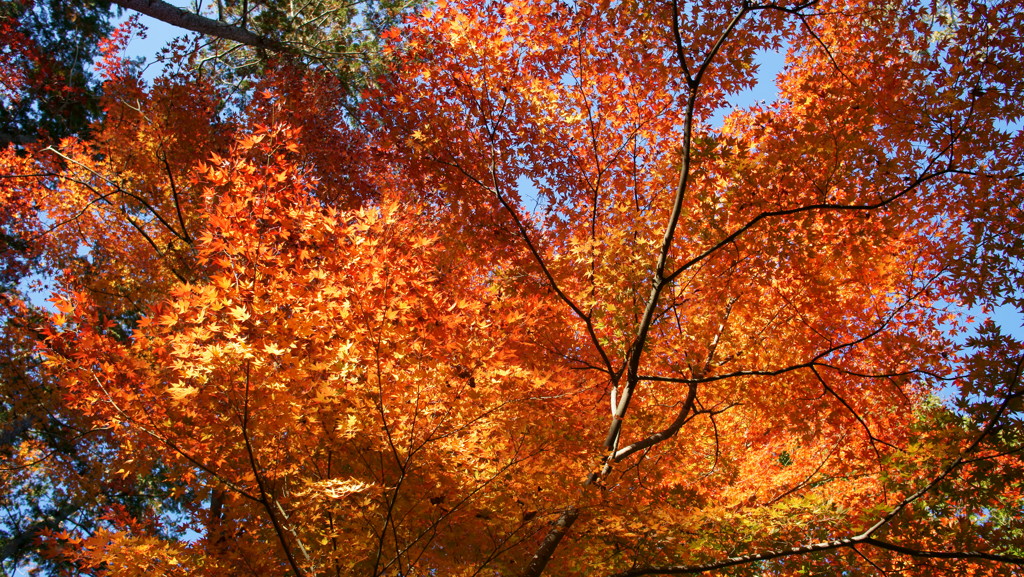 紅葉