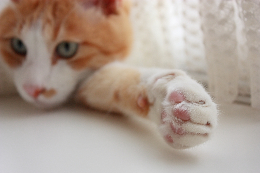 猫の手