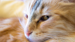 美猫