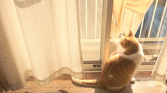 猫のいる風景