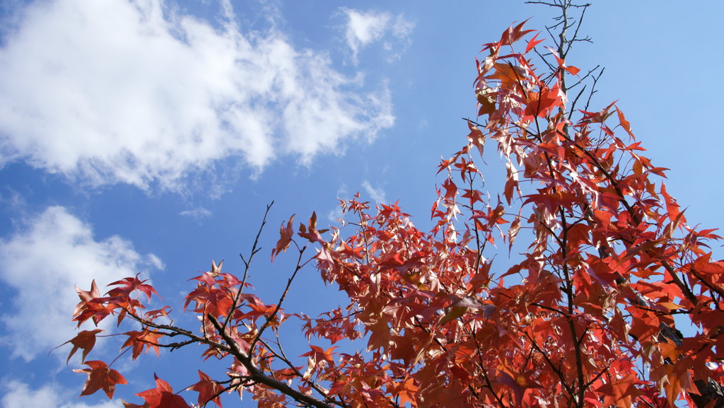紅葉