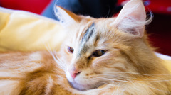 美猫