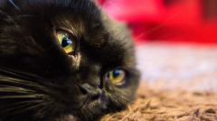 黒ねこ