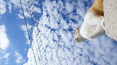 空とネコ