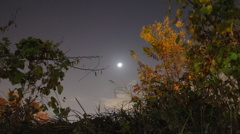 月夜