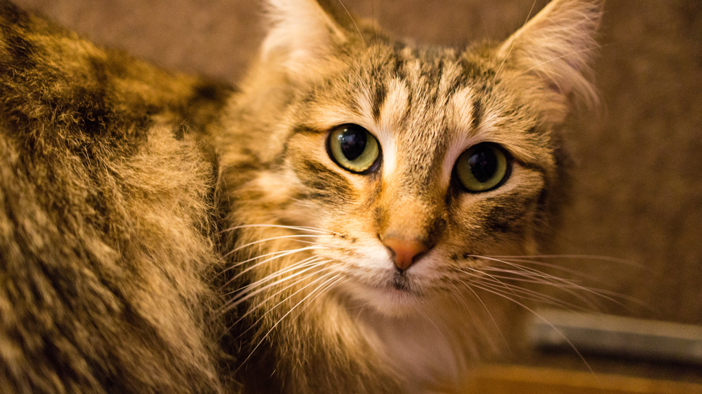 ワイルド猫