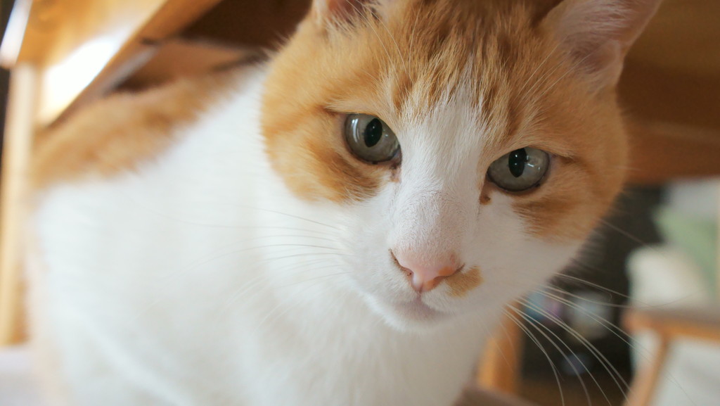 目線を捕らえました。