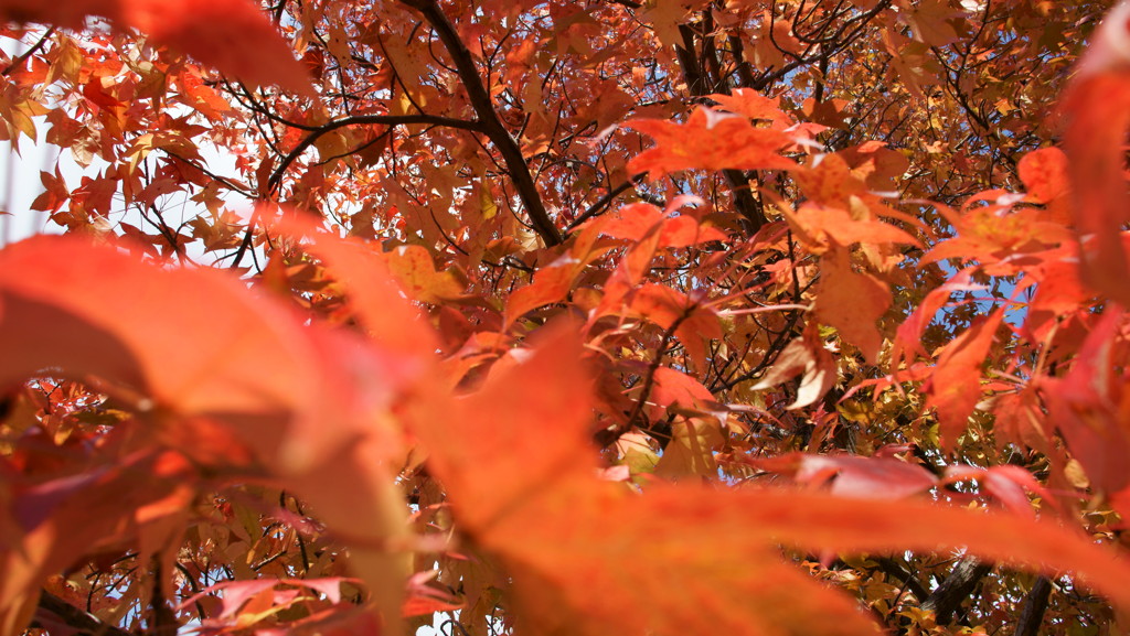 紅葉２