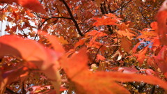 紅葉２