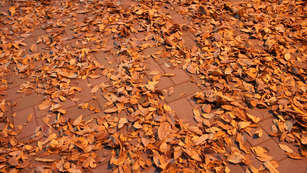 街中の落ち葉