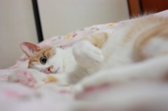 目