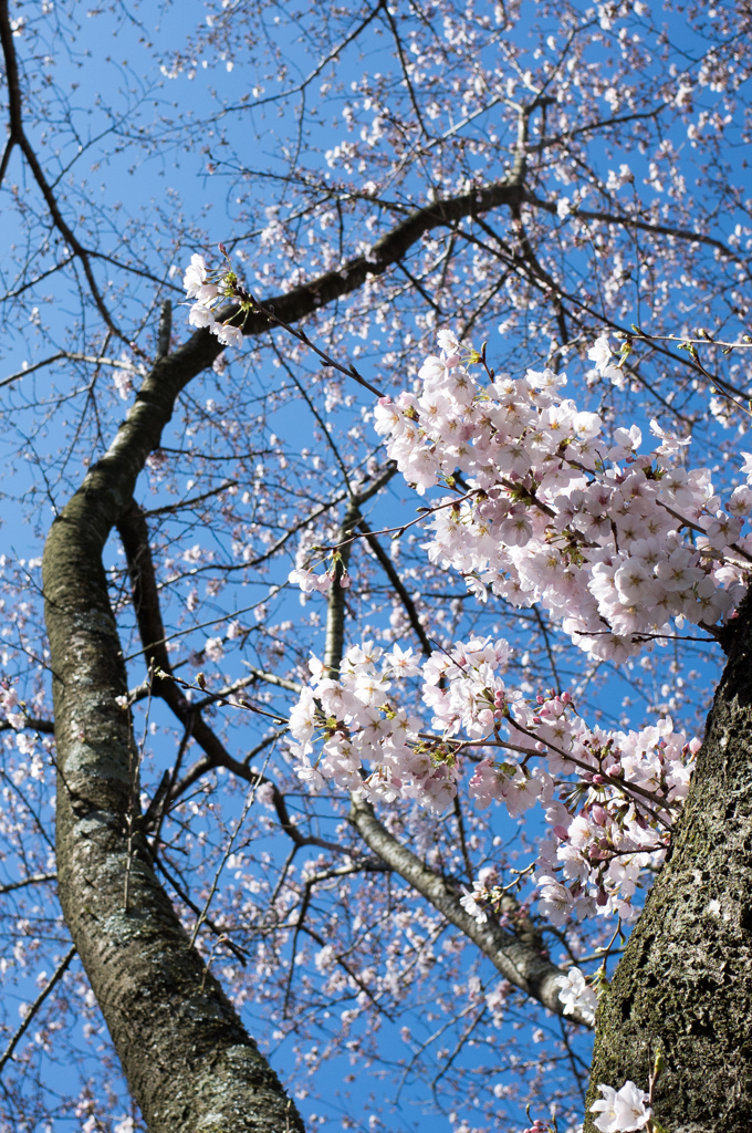 桜