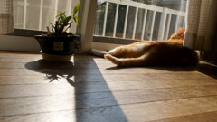 のんびり光を浴びて