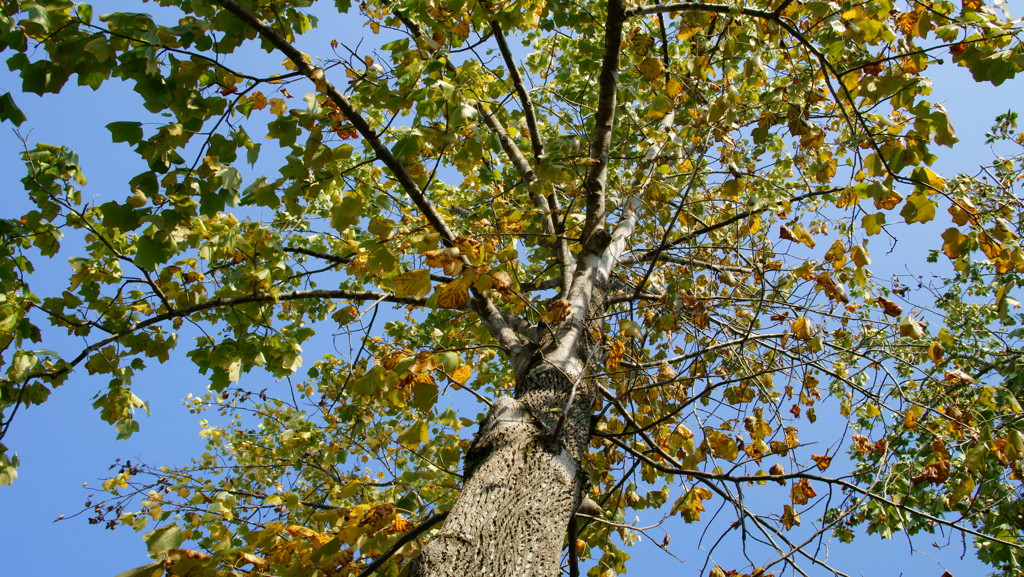 立ちそびえる木