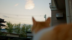 夕方と猫