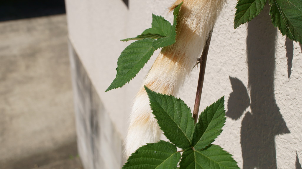 よく見るとシッポ