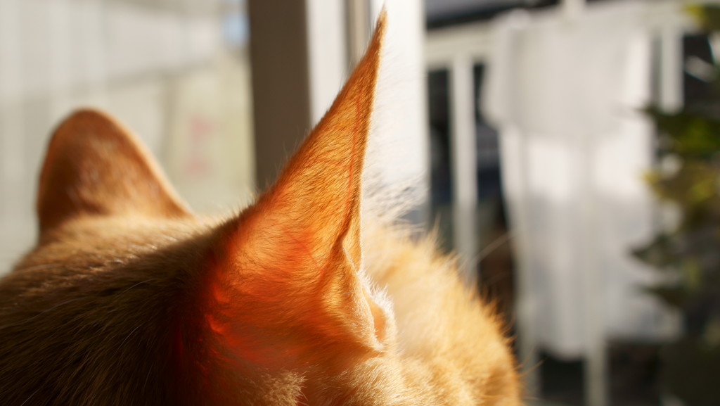 耳たぶ