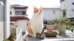 猫の置物