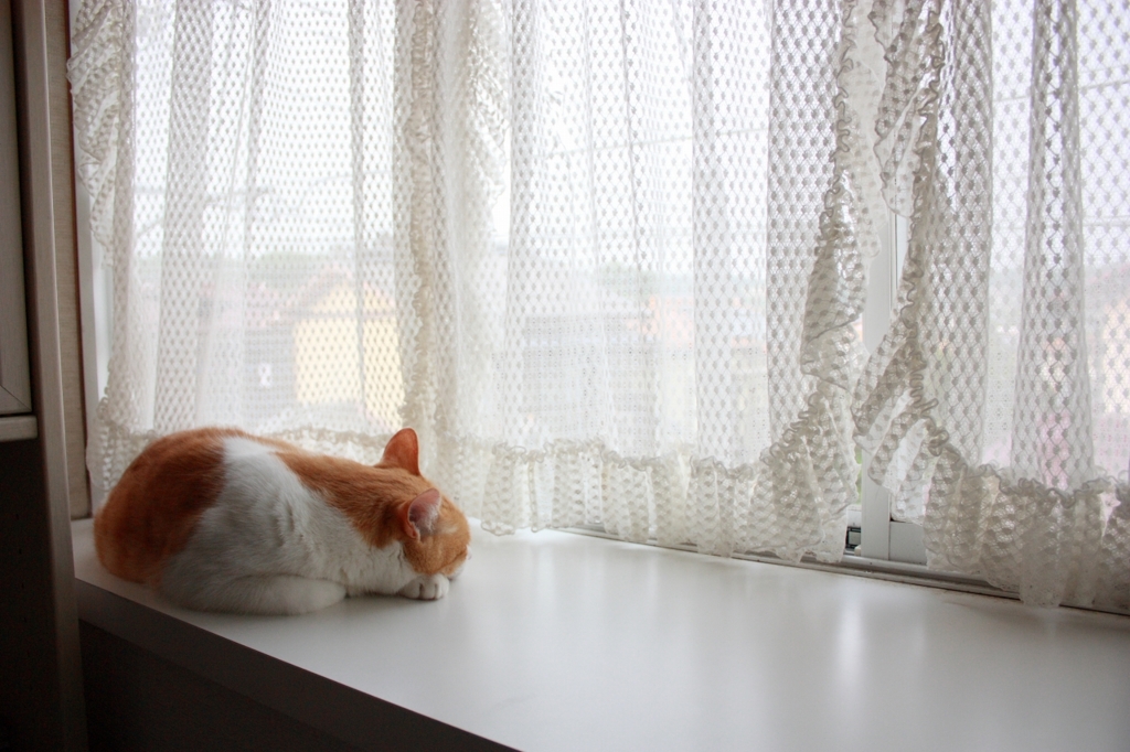 窓際と猫