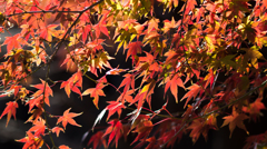 和