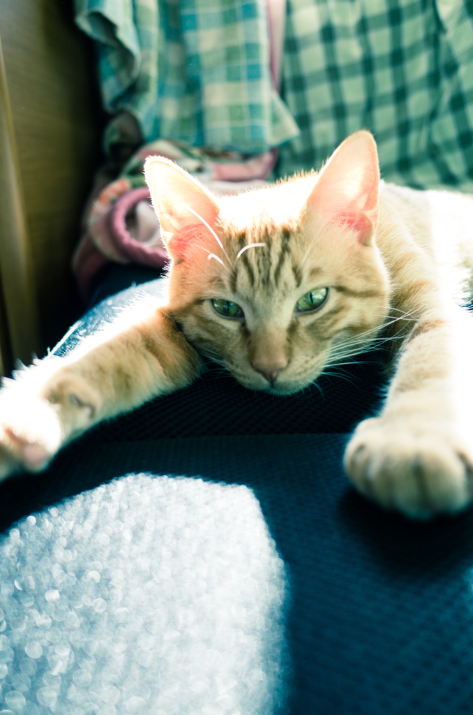 空飛ぶ猫号　　　