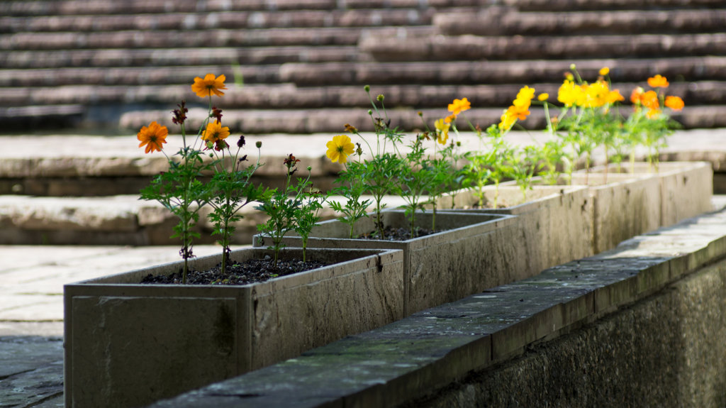 garden