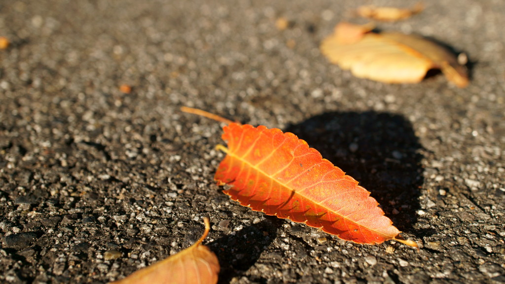 落ち葉
